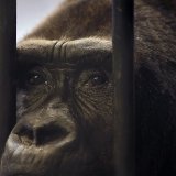 Bua Noi vit depuis 30 ans enfermée.